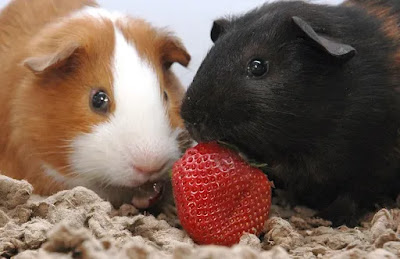 can guinea pigs eat strawberries