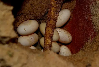 how to tell if bearded dragon eggs 2B are fertile