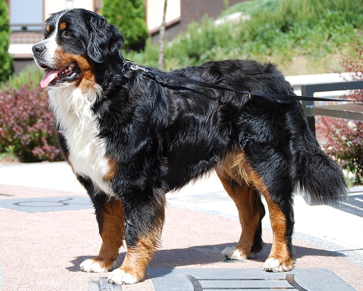 Bernese Mountain Dog Size Weight Mix