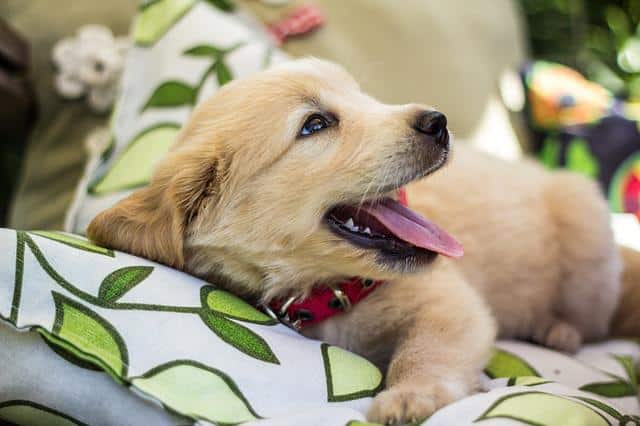 Best Dog Beds for Golden Retriever Puppies