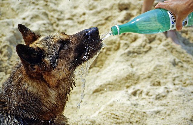 What can dogs drink besides water? Can dogs drink juice, homemade dog drinks, milk, orange, coconut, flavored water, Gatorade, or tea?