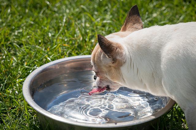 What Can Dogs Drink Besides Water If Dehydrated